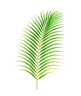 Tropik yapraklar, bitkiler, palmiye yaprakları