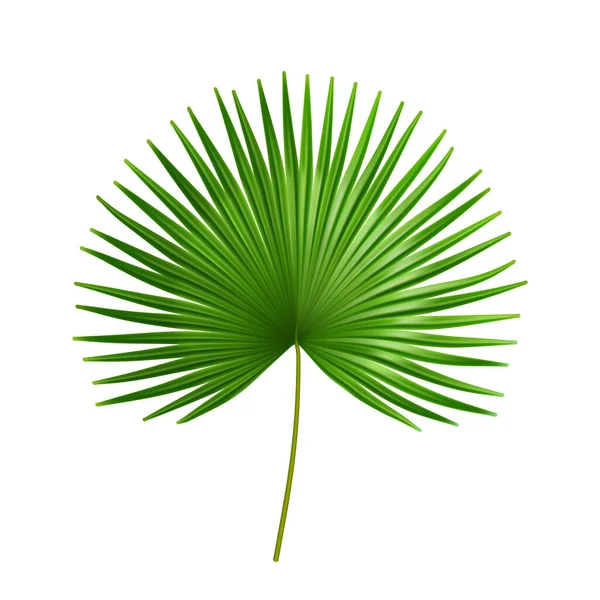 Palmetto grandes feuilles tropicales, plantes exotiques — Image vectorielle