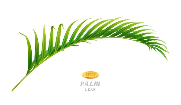 Branche de palmier, feuillage exotique et tropical — Image vectorielle