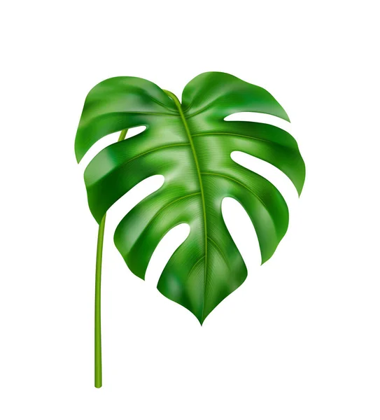 Hoja de monstera curvada, decoración de follaje tropical — Vector de stock