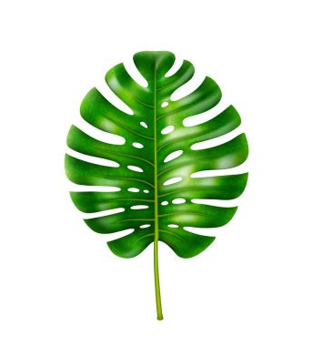 Delikli tropikal yaprak, canavar yaprakları