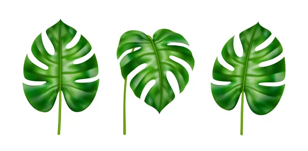 Tropik yapraklar seti, canavarımsı gerçekçi yapraklar. — Stok Vektör