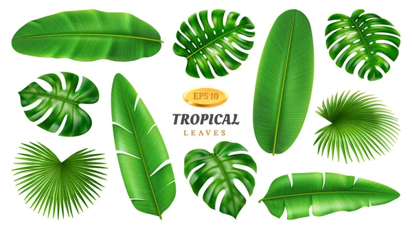 Conjunto de hojas tropicales, diseño exótico de follaje de verano — Vector de stock