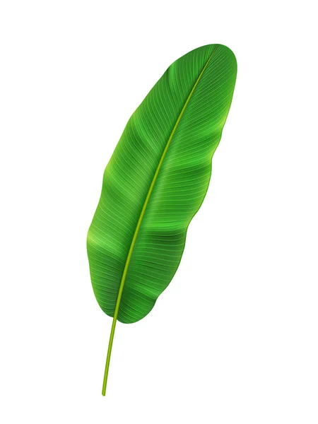 Folha de bananeira tropical, vegetação botânica — Vetor de Stock