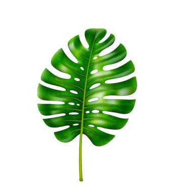 Canavar tropikal bitki, geniş yapraklı çiçekler.