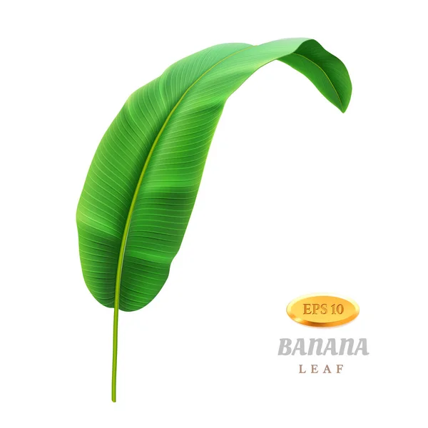 Folhas tropicais de bananeira, folhagem exótica — Vetor de Stock