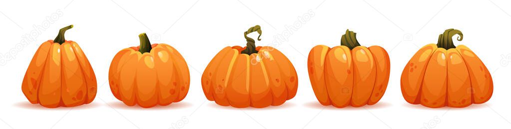 Ripe pumpkin, autumn harvesting and crops vector