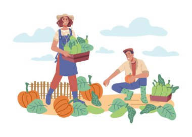 Erkek ve kadın hasat ediyor Kabak ve kabak topluyorlar