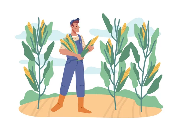 Sonbaharda hasat yapan adam mısırları topluyor. — Stok Vektör
