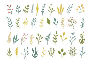 Yapraklı yabani çiçekler ve saplar, yalıtılmış bitki koleksiyonu. Bitkilerden ve yeşilliklerden oluşan vektör dallar. Botanik süsleme seti. Doğa biyolojik çeşitlilik ve güzellik, sanat için sezon dekorasyonu