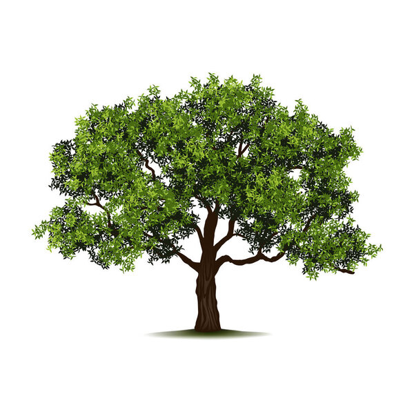 Park tree with large and wide branches and leaves. Vector realistic isolated icon, wilderness and lush foliage of plant. Woods and forest, landscape design and ecological environment styling