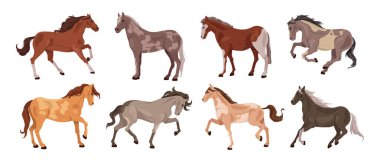 Çiftlik hayvanı, tarım için üreme ve büyüme. Çeşitli atların izole edilmiş vektör koleksiyonu, nakliye için kullanılan aygırlar. Evcil yaratık ya da evcil hayvan, at ve binicilik