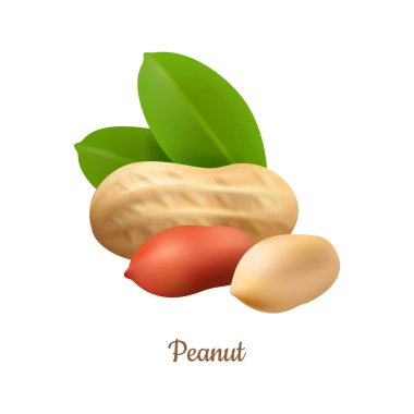 Ekolojik olarak temiz maymun fındığı, gerçekçi fıstık kabuklu ve kabuklu. Yapraklı yer fıstığı, sebze proteini ve sağlıklı yağ kaynağı. Tatlıların ve tatlıların içeriği