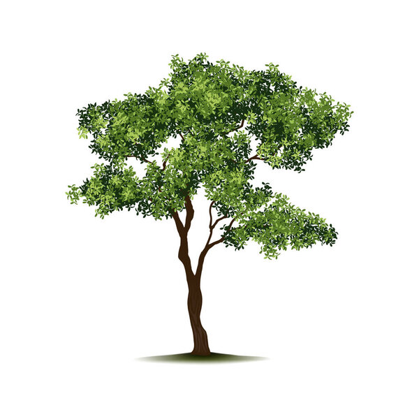Park or woods vegetation, tree with stem, branches and lush foliage. Vector realistic isolated icon, natural life and ecological environment. Growing plants in garden or yard, landscaping
