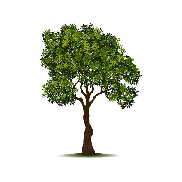 Landscape design, isolated tree with leaves and lush foliage. Vector realistic isolated icon, botany and plants for yards, gardens and ecological reserves. Botanical environment and wilderness