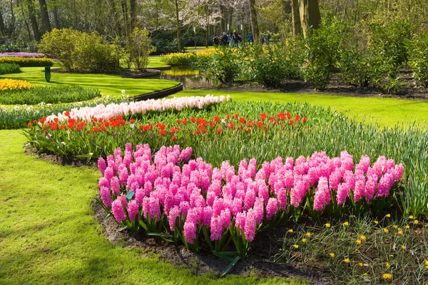 El jardín de flores keukenhof — Foto de Stock