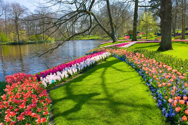 El jardín de flores keukenhof — Foto de Stock