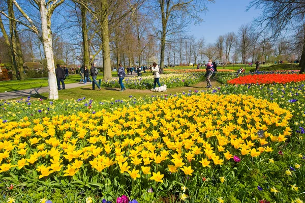 El jardín de flores keukenhof — Foto de Stock