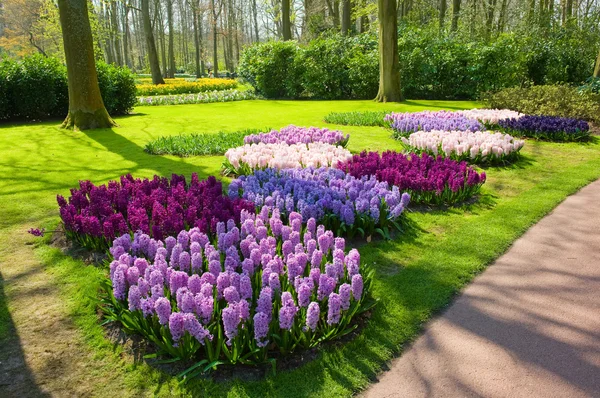 El jardín de flores keukenhof — Foto de Stock