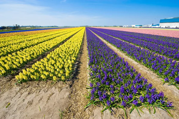 Campi di fiori — Foto Stock