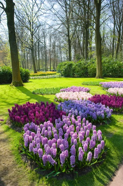 El jardín de flores keukenhof — Foto de Stock