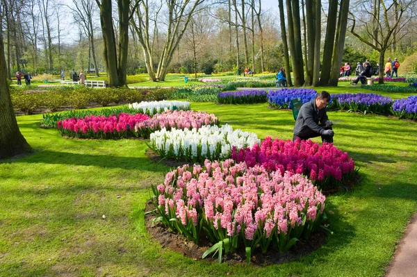 El jardín de flores keukenhof — Foto de Stock