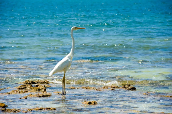 Aigle blanche sur la plage — Photo