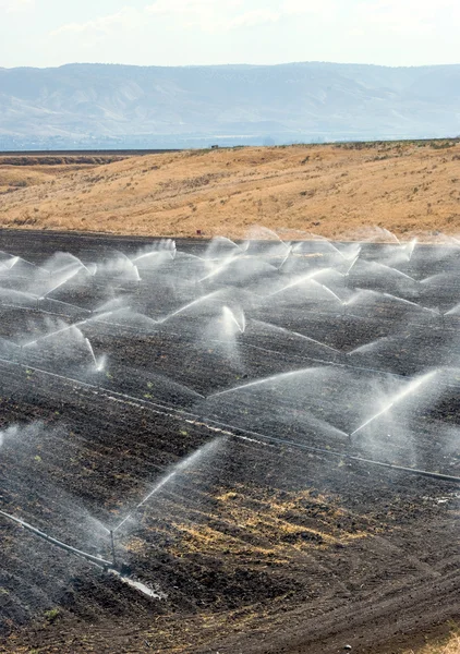 Irrigation en Israël — Photo