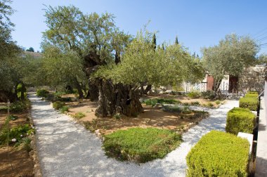 Garden of Gethsemane clipart