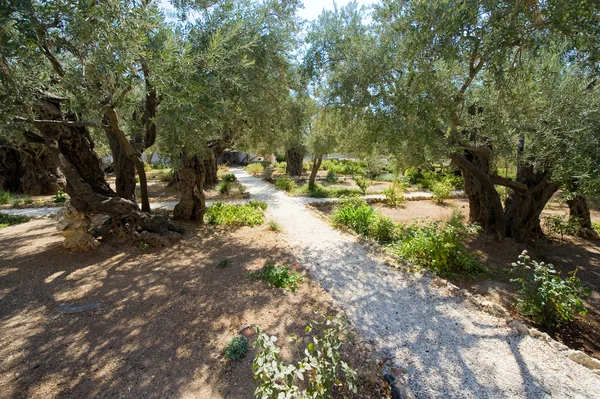 Garden of Gethsemane — Stock Photo, Image