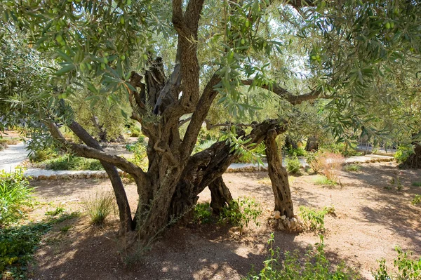 Garden of Gethsemane — Stock Photo, Image