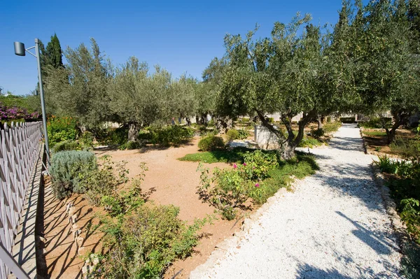 Bahçe gethsemane in — Stok fotoğraf