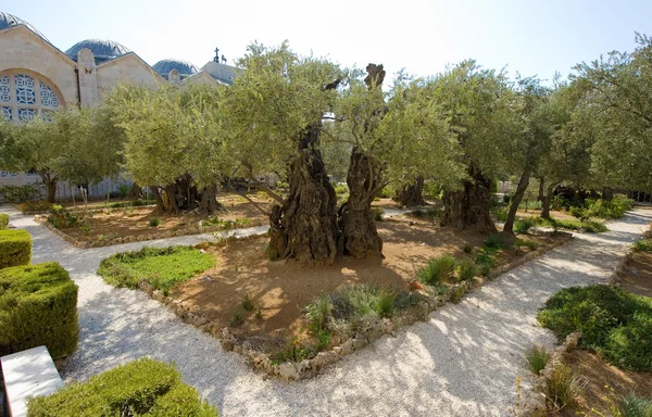 Jardim de gethsemane — Fotografia de Stock