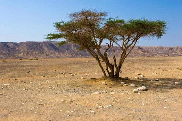 Baum in der Wüste — Stockfoto