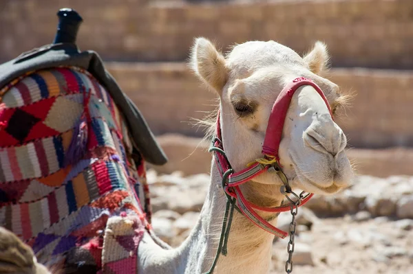 Camel resting — Stock Photo, Image