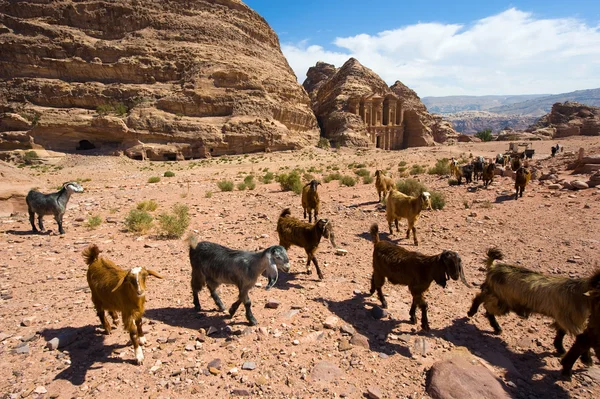 Petra i Jordanien — Stockfoto