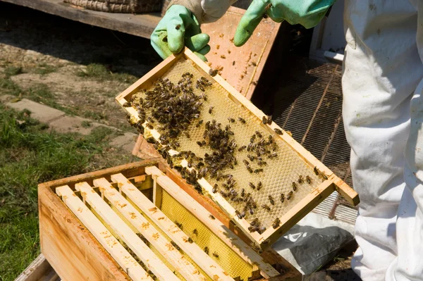 Checking a honeycomb — Stock Photo, Image