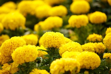 Marigolds Çiçek bahçesinde