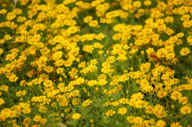 Marigolds Çiçek bahçesinde