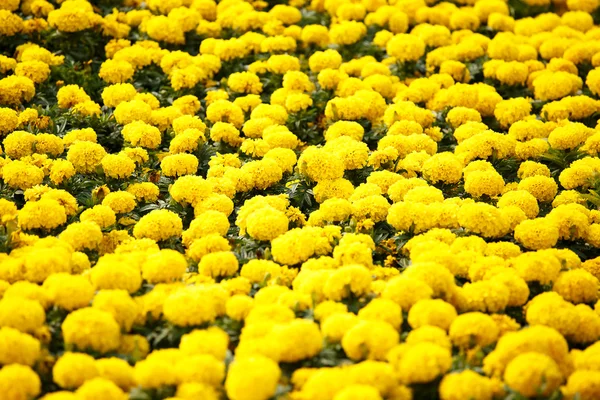 Calendule fiore in giardino — Foto Stock