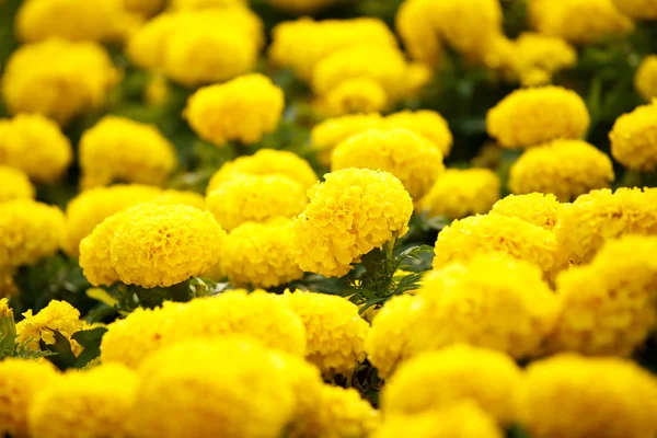 Marigolds flower in garden — Stock Photo, Image