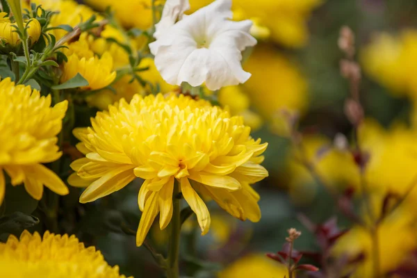 Marigolds flower in garden — Stock Photo, Image
