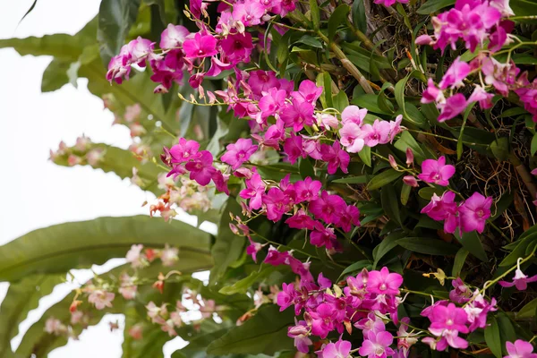 Orchidee auf Baum im Garten — Stockfoto