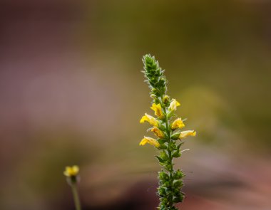 çimen çiçek yakın çekim