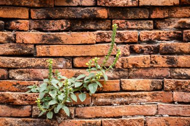 tuğla duvara çimen
