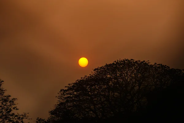 Mattone parete tramonto su treee — Foto Stock