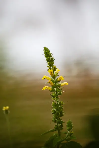 草の花クローズ アップ — ストック写真