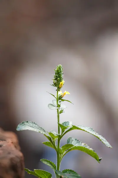 草花关闭 — 图库照片