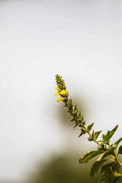 Gräset blomma på nära håll — Stockfoto
