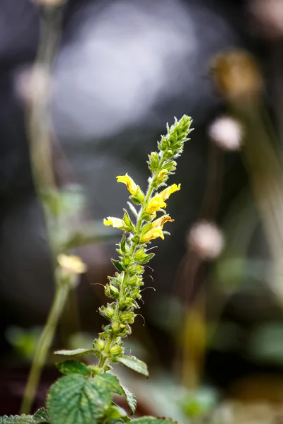 Flor de grama perto — Fotografia de Stock